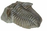 Long Flexicalymene Trilobite - Mt Orab, Ohio #114171-4